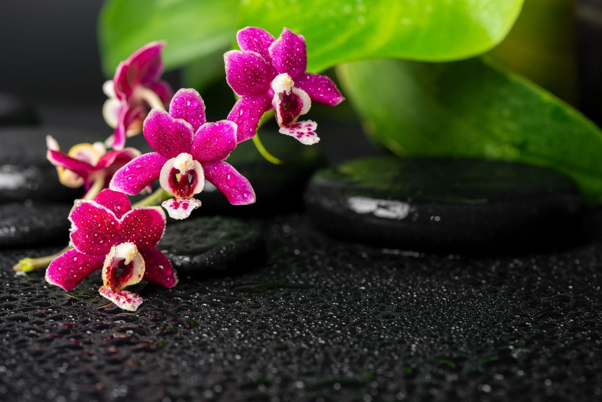 spa still life of zen massaging stones with dew, mini orchid (phalaenopsis) and green leaves, cozy place